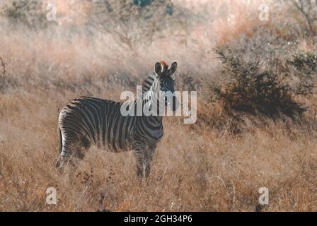 Afrikanisches Zebra in Sabannah-Umgebung, Krüger-Nationalpark, Südafrika. Stockfoto