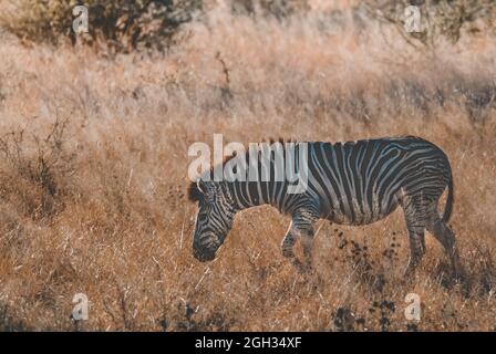 Afrikanisches Zebra in Sabannah-Umgebung, Krüger-Nationalpark, Südafrika. Stockfoto