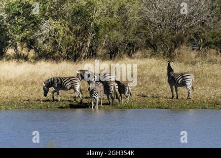 Afrikanisches Zebra in Sabannah-Umgebung, Krüger-Nationalpark, Südafrika. Stockfoto