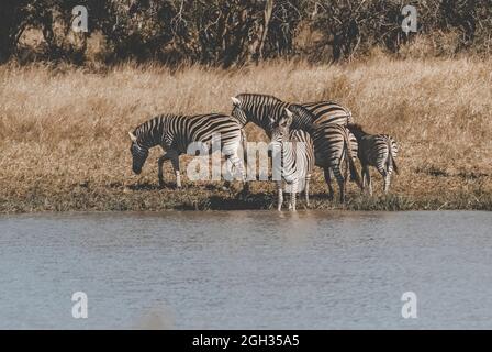 Afrikanisches Zebra in Sabannah-Umgebung, Krüger-Nationalpark, Südafrika. Stockfoto