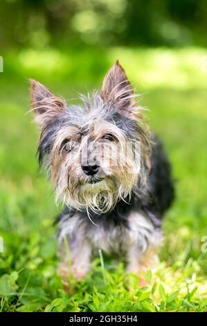 Ein schmuddeliger Yorkshire Terrier Mischlingshund mit nassem und schmutzigem Fell Stockfoto