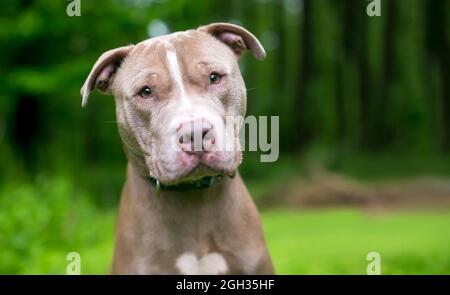 Ein süßer Pit Bull Terrier x Shar Pei Mischlingshund, der mit einem Kopfneigung zuhört Stockfoto