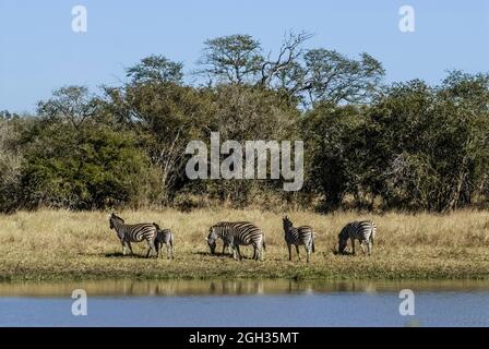 Afrikanisches Zebra in Sabannah-Umgebung, Krüger-Nationalpark, Südafrika. Stockfoto