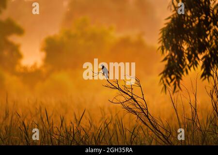 Vogel bei Sonnenaufgang: Ein rot geflügelter schwarzer Vogel, der an einem Sommermorgen in der Morgendämmerung auf einem Baum thront Stockfoto