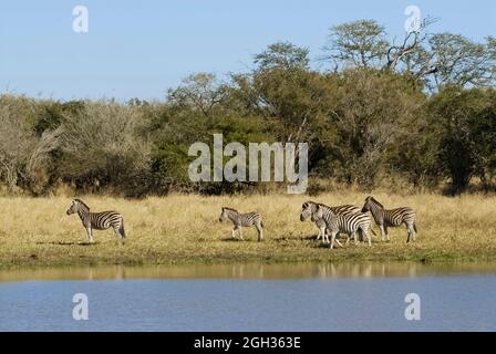 Afrikanisches Zebra in Sabannah-Umgebung, Krüger-Nationalpark, Südafrika. Stockfoto