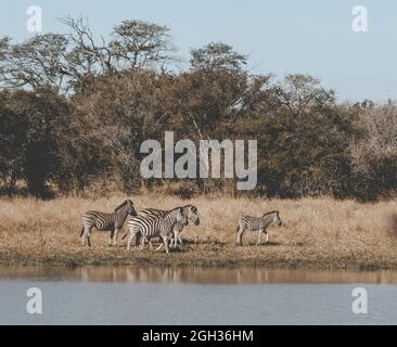 Afrikanisches Zebra in Sabannah-Umgebung, Krüger-Nationalpark, Südafrika. Stockfoto