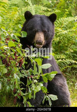 WARREN, VERMONT, USA - amerikanischer Schwarzbär auf der Suche nach Choke-Kirschen. Ursus americanus Stockfoto