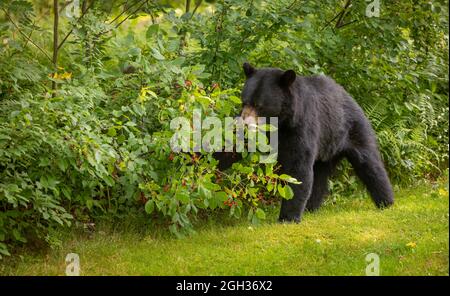 WARREN, VERMONT, USA - amerikanischer Schwarzbär auf der Suche nach Choke-Kirschen. Ursus americanus Stockfoto