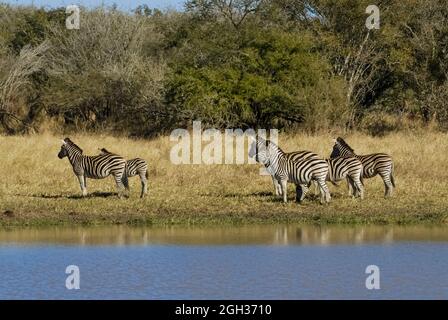 Afrikanisches Zebra in Sabannah-Umgebung, Krüger-Nationalpark, Südafrika. Stockfoto