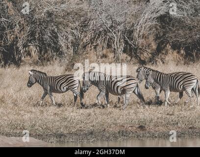 Afrikanisches Zebra in Sabannah-Umgebung, Krüger-Nationalpark, Südafrika. Stockfoto