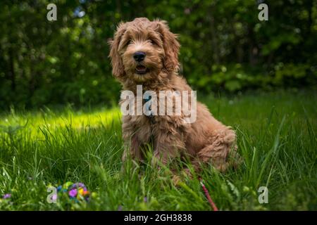 Porträt von goldenen Doodle Welpen im Gras Stockfoto