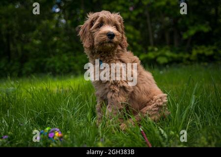 golden Doodle Welpen sitzen im Gras Stockfoto