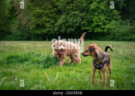 Hunde spielen im park Stockfoto