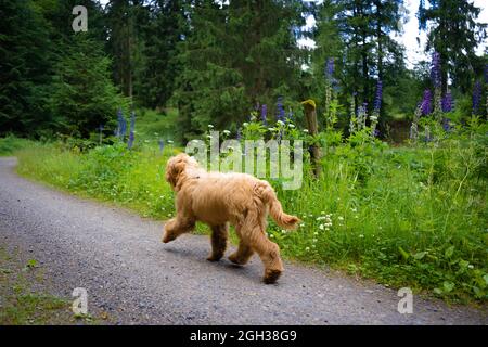 golden Doodle Welpen laufen in der Natur Stockfoto