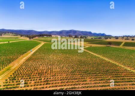 Frische grüne Weinberge auf kultivierten landwirtschaftlichen Feldern der Weinbaufarm im Hunter Valley von Australien - Luftaufnahme. Stockfoto