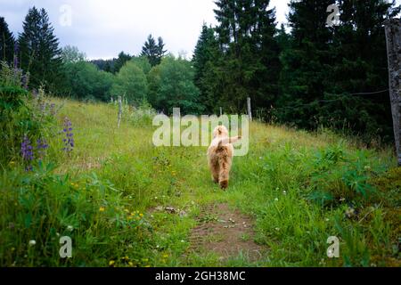 Hund läuft auf der Wiese Stockfoto