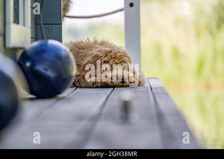 Hund schläft auf dem hölzernen Pier Stockfoto