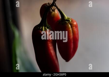 Kleine rote Paprika auf einem Zweig. Reifes Gemüse, getrocknet und in einer dunklen Umgebung geschrumpft. Stockfoto