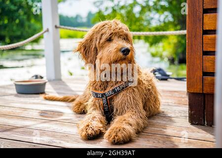 Porträt eines Hundes auf einem Boot Stockfoto