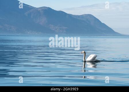 Schwan schwebt an einem sonnigen Tag auf der Oberfläche eines alpinen Sees mit ruhigem blauem Wasser Stockfoto