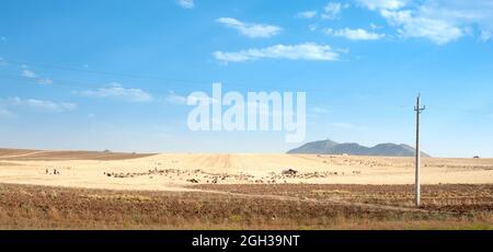 Gepflügte Feld neben geerntetem Weizenfeld voller Schafe. Furchen Reihe Muster in einem gepflügten Feld im Sommer im iran. Blick auf Land für die Pflanzung einer vorbereitet Stockfoto