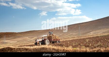 khuzestan, iran - juli 27 2021 Menschen oder Arbeiter arbeiten mit alten manuellen Erntemaschinen im Weizenfeld, im iran Stockfoto