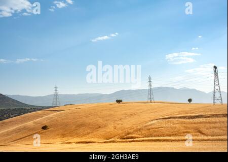 Weizenfeld auf dem Hügel mit blauem und teilweise bewölktem Himmel in der Provinz Khizestan, iran Stockfoto