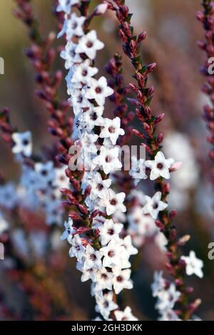 Rosa und weiße Blüten und Knospen der australischen einheimischen Coast Coral Heath, Epacris microphylla, Familie Ericaceae, in Woodland, Sydney, Australien Stockfoto