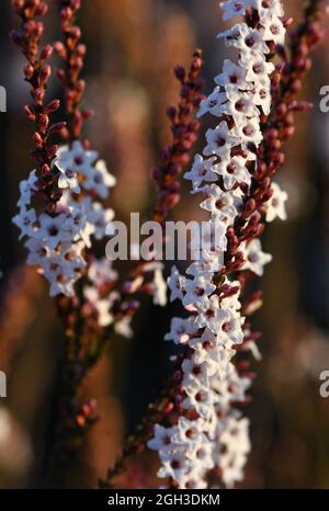 Rosa und weiße Blüten und Knospen der australischen einheimischen Coast Coral Heath, Epacris microphylla, Familie Ericaceae, in Woodland, Sydney, Australien Stockfoto