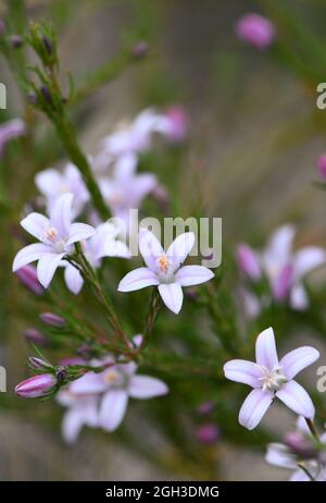 Hellviolette Blüten und gestreifte Knospen von Philotheca salsolifolia, Familie Rutaceae, die nach einem Buschfeuer in der regenerierenden Sydney-Heide wächst. Stockfoto