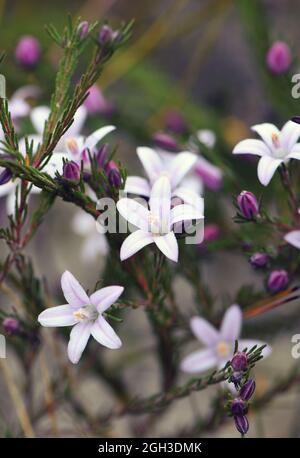 Hellviolette Blüten und gestreifte Knospen von Philotheca salsolifolia, Familie Rutaceae, die nach einem Buschfeuer in der regenerierenden Sydney-Heide wächst. Stockfoto