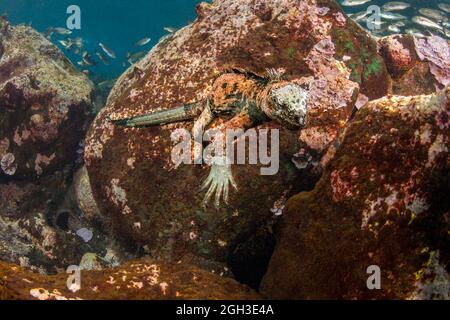 Dieser Meeresiguana, Amblyrhynchus cristatus, wurde fotografiert, als er nach einem Fleck Algen zum Fressen auf den Santa Fe Inseln, Galapagos Inseln, Equador, durchsickerte. Stockfoto