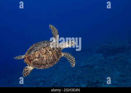 Eine vom Aussterben bedrohte Karettschildkröte, Eretmochelys imbricata, gleitet über ein Riff vor der Insel Yap, Mikronesien. Stockfoto