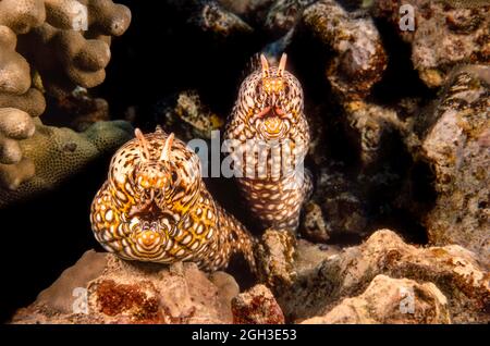 Ein paar Drachen Muränen, Enchelycore pardalis, vor der Insel Maui, Hawaii. Stockfoto