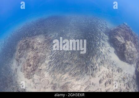 Selar Crumenophthalmus, eine Schule von Akule oder Bigeye Scad, schlingt sich um ein Riff in Hawaii. Stockfoto