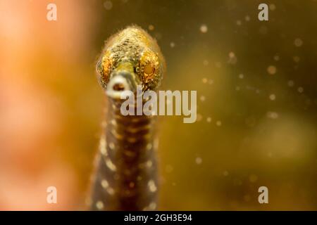 Ein genauer Blick auf den Kopf eines doppelenderen Seeteufel, Trachyrhamphus bicoarctatus. Diese Art kann fast 12 Zoll in der Länge erreichen, Philippinen. Stockfoto