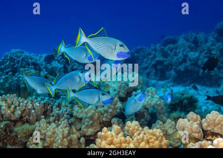 Die goldfarbenen Triggerfische, Xanthichthys auromarginatus, verbringen in der Regel viel Zeit über dem Riff, wo sie sich vom vorbeiziehenden Plankton ernähren. Diese Grou Stockfoto