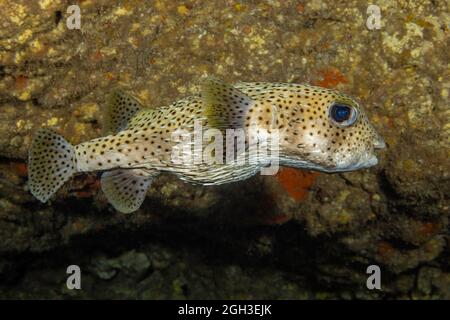 Der gefleckte Stachelschweinfisch, Diodon hystrix, ernährt sich hauptsächlich nachts von hartschaligen Wirbellosen. Hawaii. Stockfoto