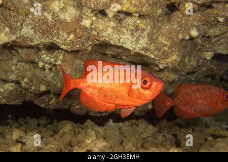 Ein häufiger Großaugen-Schnapper, Glasseye oder 'aweoweo' auf Hawaii, Heteropriacanthus cruentatus, fotografiert in einer Höhle während des Tages Hawaii. Nächtliches Pr Stockfoto