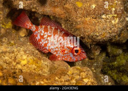 Ein häufiger Großaugen-Schnapper, Glasseye oder 'aweoweo' auf Hawaii, Heteropriacanthus cruentatus, fotografiert in einer Höhle während des Tages Hawaii. Normalerweise iri Stockfoto