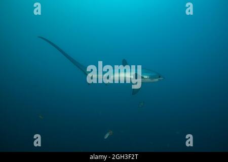 Es gibt drei Arten von Thresher Sharks alle durch die unverkennbar länglichen oberen Lappen der Schwanzflosse geprägt. Dieser, der pelagischen Schw Stockfoto