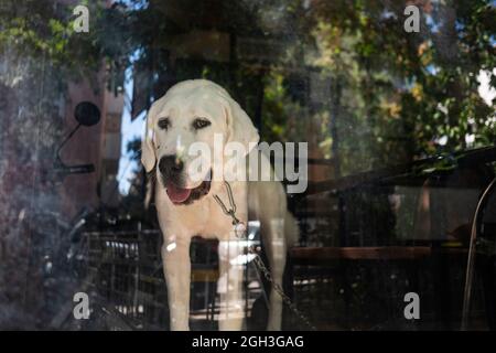 Izmir, Izmir, Türkei. September 2021. Ein Alabai-Hund, der durch das Fenster im Stadtteil Bornova blickt. Alabais, allgemein als zentralasiatische Schäferhunde bezeichnet, sind eine sehr große Rasse. Sie können über 5,000 Jahre zurückverfolgt werden und wurden historisch als Wachhund für Ziegen und Schafe eingesetzt. (Bild: © Uygar Ozel/ZUMA Press Wire) Stockfoto