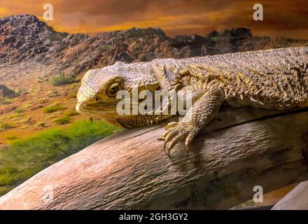 Nahaufnahme eines australischen bärtigen Drachen, einer Eidechse von unten Stockfoto
