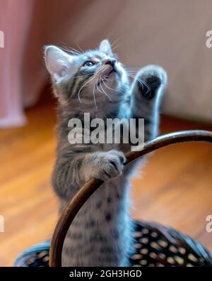 Kleines abgestreiftes Kätzchen steht in einem Weidenkorb und bettelt um Aufmerksamkeit Stockfoto