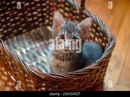 Ein kleines grau gestreiftes Kätzchen sitzt in einem Weidenkorb und bittet darum, nach Hause gebracht zu werden Stockfoto