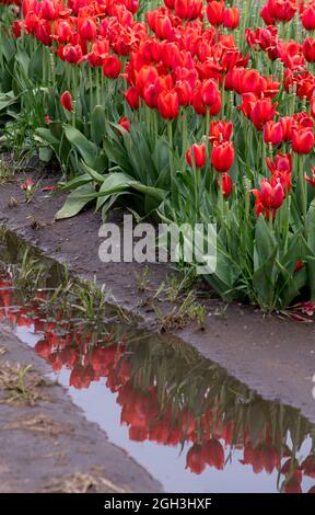 Reihen roter Tulpen spiegeln sich nach einem Frühlingsregen in Michigan USA in einer Schlammpfütze wider Stockfoto