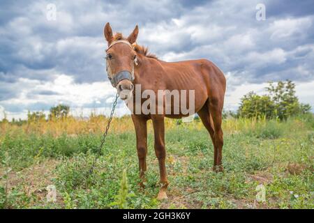 Ein junger Hengst frisst Gras. Junges Pferd auf der Straße gebunden Stockfoto
