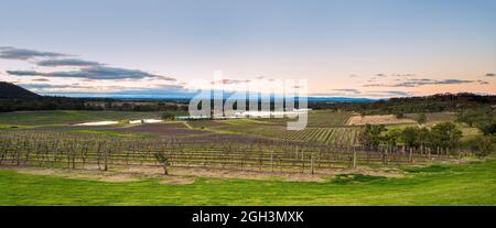 Weinreben, die auf den sanften Hügeln eines Weinbaugebiets im Hunter Valley in New South Wales, Australien, für den Winter zurückgeschnitten wurden. Stockfoto