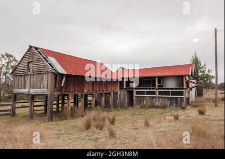 Wiederaufbauprojekt Wiederherstellung der Pioniergemeinde Abington Downs in den New England Tablelands in NSW in Australien. Stockfoto