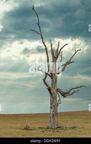 Ein stockloses trockenes, grasbewachsenes Paddock wird auf einem Schafgrundstück auf den New England Tablelands im Norden von NSW in Australien von einem einzigen toten Baum unterbrochen. Stockfoto